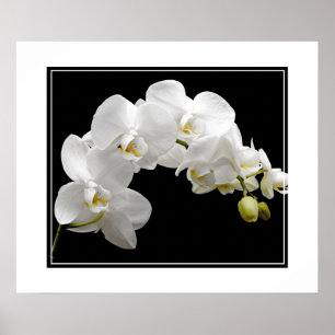Poster-Orchid Flowers Poster