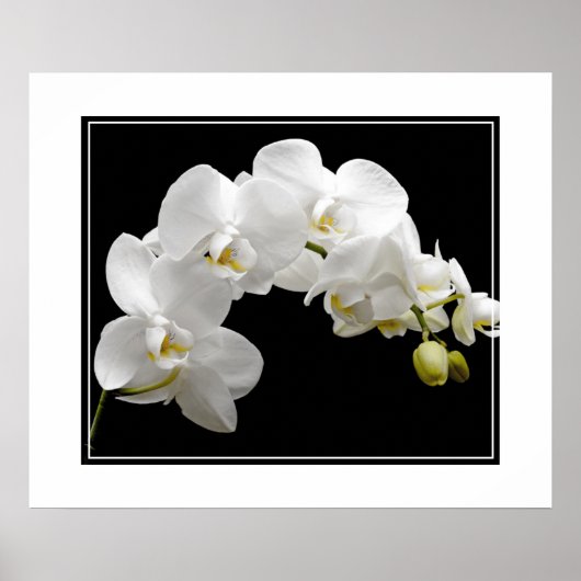 Poster-Orchid Flowers Poster (Voorkant)