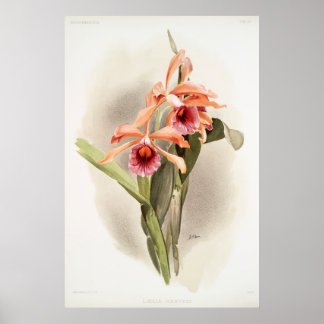 Poster Orchid illustré