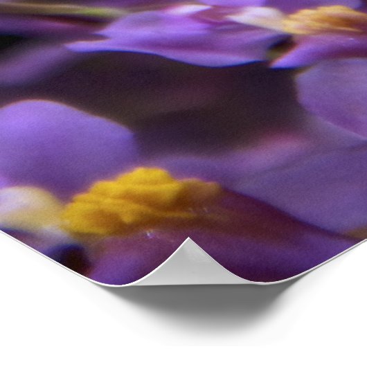 Poster Orchid Oncidium Twinkle (Coin)