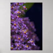 Poster Orchid Oncidium Twinkle (Devant)