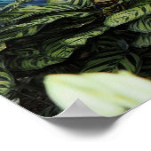 Poster Orchid Peacock (Coin)