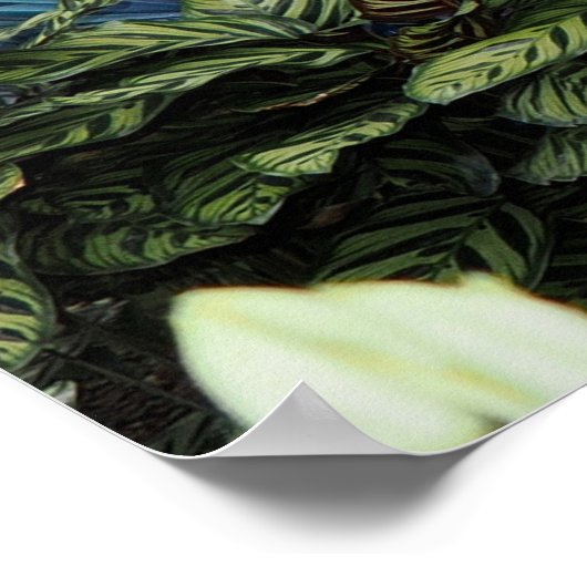 Poster Orchid Peacock (Coin)