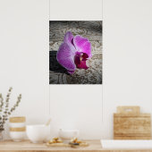 Poster Orchid Phalae Graphic Print -20x24 -or smaller (Cuisine)