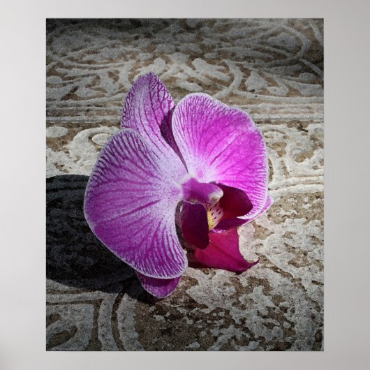 Poster Orchid Phalae Graphic Print -20x24 -or smaller (Devant)