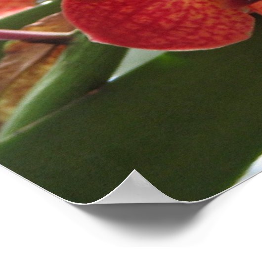 POSTER ORCHID ROUGE (Coin)