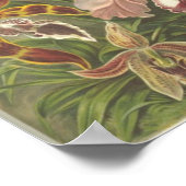 Poster Orchidae (Coin)