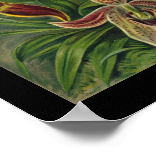 Poster "Orchidae" par Ernst Haeckel (Coin)