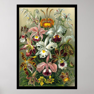 Poster "Orchidae" par Ernst Haeckel