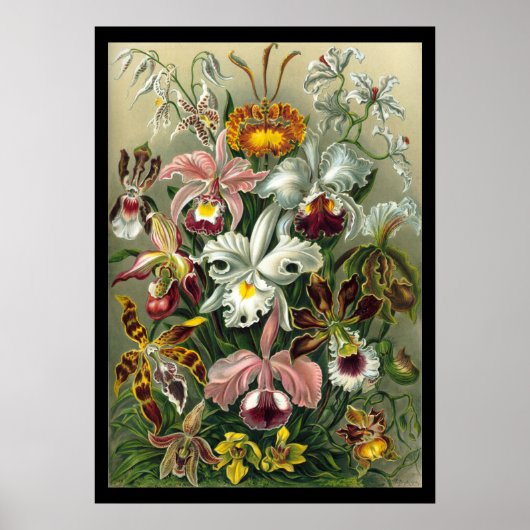 Poster "Orchidae" par Ernst Haeckel (Devant)