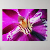 Poster Orchide de Purple (Devant)