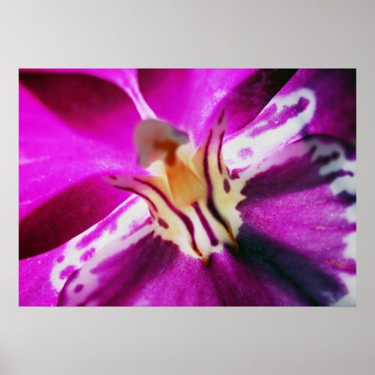 Poster Orchide de Purple (Devant)