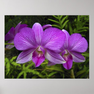 POSTER ORCHIDE POURPULAIRE HAWAIIEN
