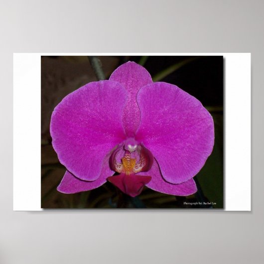 Poster Orchidée (Devant)