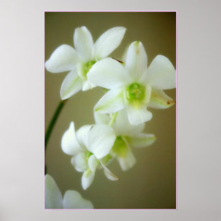 Poster orchidée