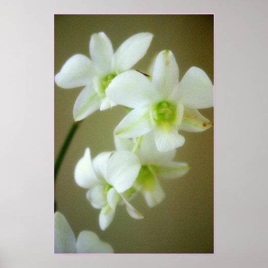 Poster orchidée (Devant)