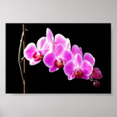 Poster Orchidée, (Devant)