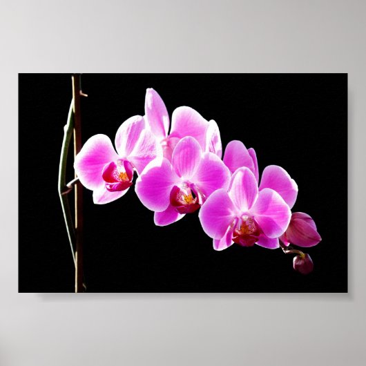Poster Orchidée, (Devant)