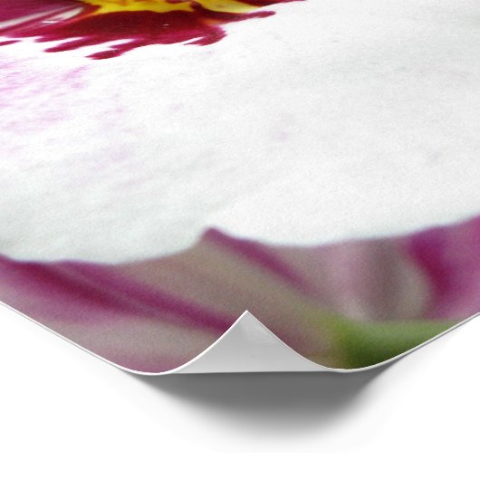 POSTER ORCHIDÉE (Coin)