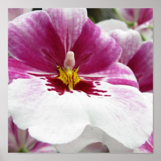 POSTER ORCHIDÉE (Devant)