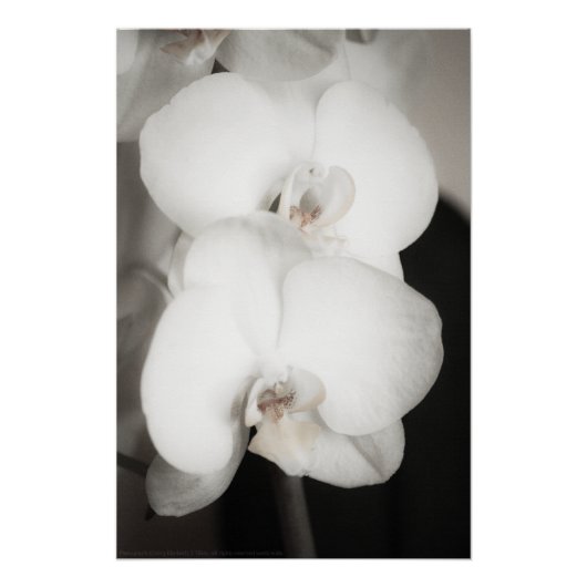Poster Orchidée 8931 (Devant)