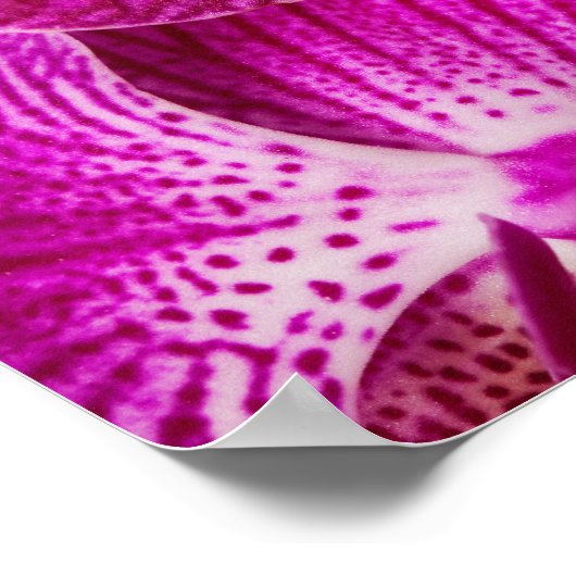 Poster Orchidée à Dendrobium rose chaud - Arrière - plan  (Coin)