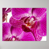 Poster Orchidée à Dendrobium rose chaud - Arrière - plan  (Devant)