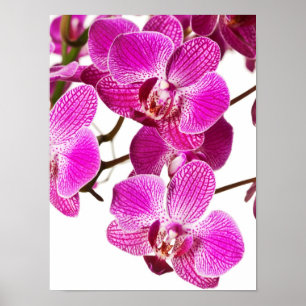 Poster Orchidée à Dendrobium rose chaud - Arrière - plan 