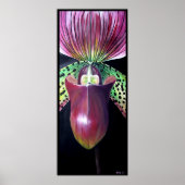 Poster Orchidée à glisse de la dame (Devant)