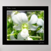 Poster Orchidée blanche (Devant)