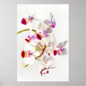 Poster Orchidée blanche (Devant)