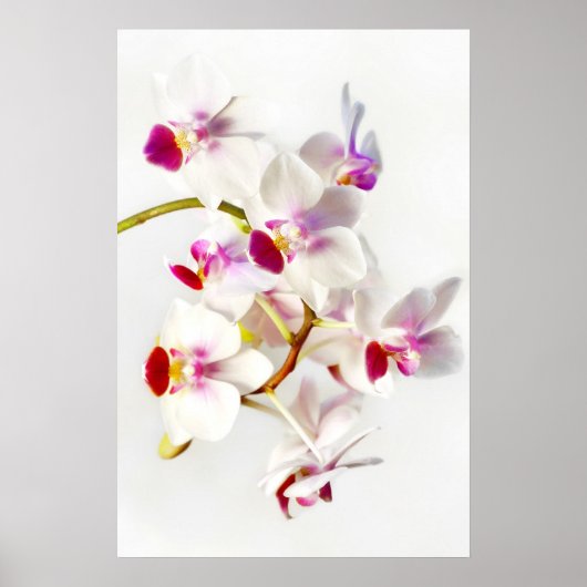 Poster Orchidée blanche (Devant)