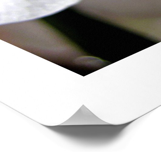 Poster Orchidée blanche (Coin)