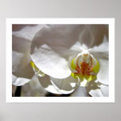 Poster Orchidée blanche (Devant)