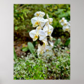 Poster Orchidée blanche (Devant)