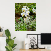 Poster Orchidée blanche (Bureau à domicile)