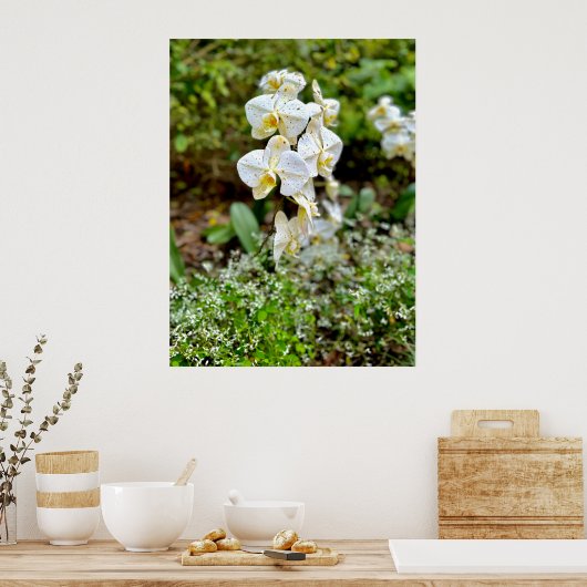 Poster Orchidée blanche (Cuisine)