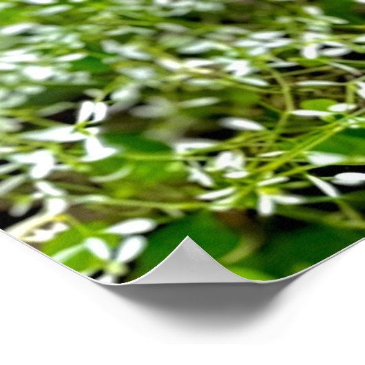 Poster Orchidée blanche (Coin)