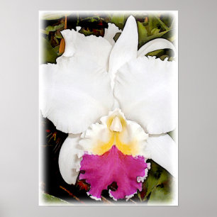 Poster Orchidée blanche et pourpre de Cattleya