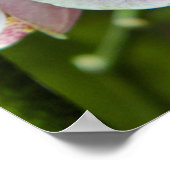 Poster Orchidée blanche et rose (Coin)