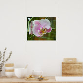 Poster Orchidée blanche et rose (Cuisine)