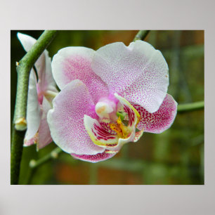 Poster Orchidée blanche et rose