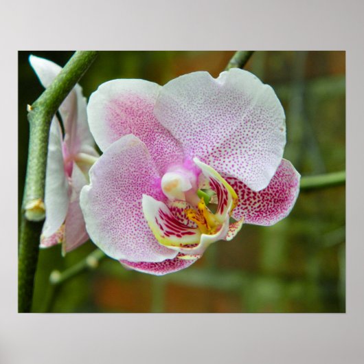 Poster Orchidée blanche et rose (Devant)