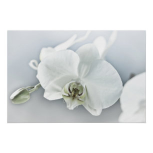 Poster Orchidée blanche Phalaenopsis