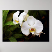 Poster Orchidée blanche (Phalaenopsis Aphrodite) (Devant)