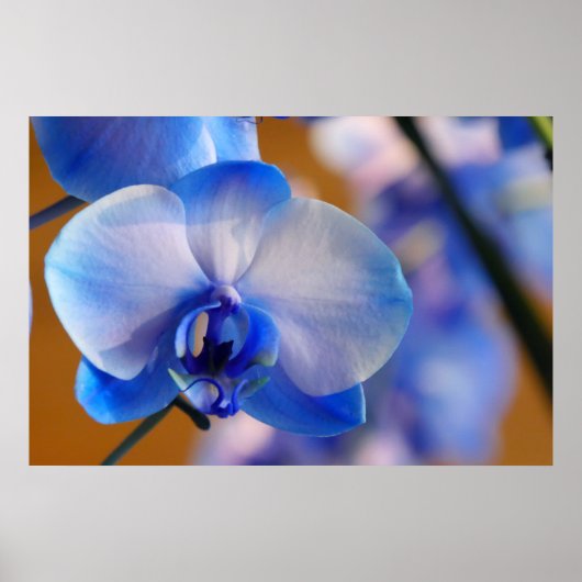 Poster Orchidée bleue et blanche (Devant)