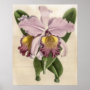 Poster Orchidée Cattleya Hardyana