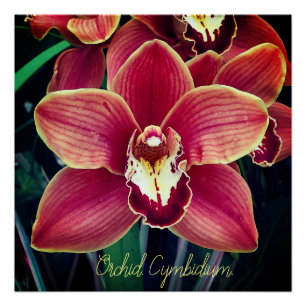 Poster Orchidée. Cymbidium