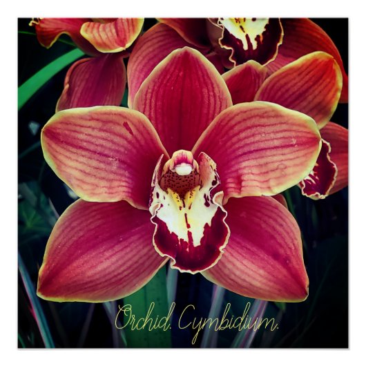 Poster Orchidée. Cymbidium (Devant)