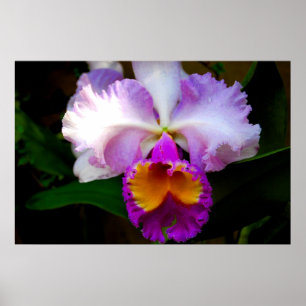 Poster Orchidée de Cattleya - Blanc/Violet/Jaune